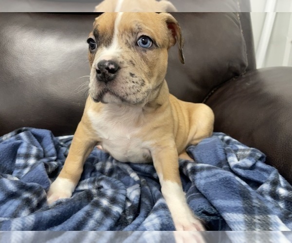 Medium Photo #76 American Bully Puppy For Sale in REESEVILLE, WI, USA