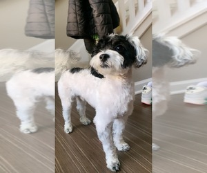 Maltipoo-Poodle (Miniature) Mix Puppy for sale in KENNESAW, GA, USA