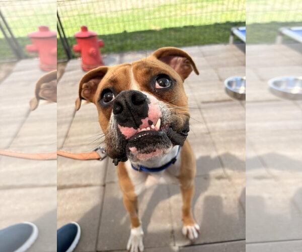 Medium Photo #2 Boxer Puppy For Sale in  Katy, TX, USA