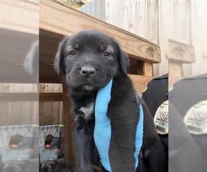 Labrador Retriever-Unknown Mix Dogs for adoption in San Antonio, TX, USA