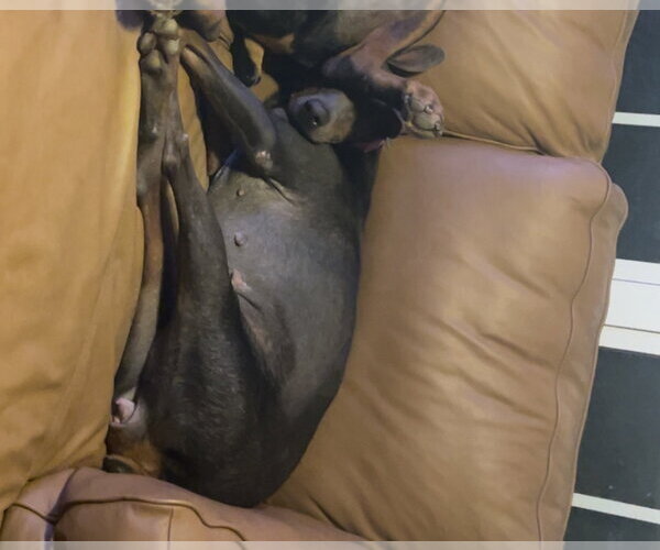 Medium Photo #6 Doberman Pinscher Puppy For Sale in Buffalo, MN, USA