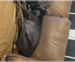 Small #5 Doberman Pinscher