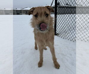 German Shepherd Dog Mix Dog for Adoption in Evansville, Indiana USA