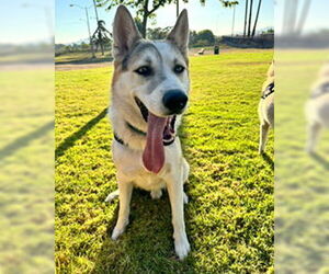 Bandit - Male Siberian Husky-Unknown Mix Dog for Adoption - Photo #14