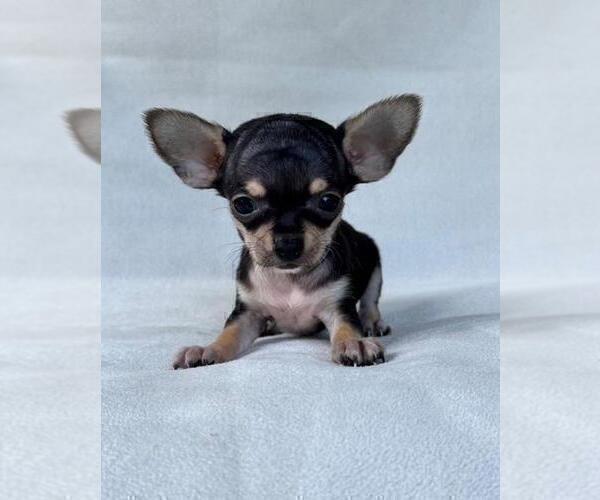 Medium Photo #13 Chihuahua Puppy For Sale in BOSTON, MA, USA