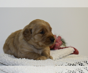 Golden Retriever Puppy for sale in SENECA FALLS, NY, USA