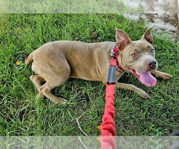 Medium Photo #2 American Pit Bull Terrier-Unknown Mix Puppy For Sale in Lexington Park, MD, USA