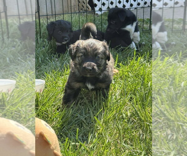 Medium Photo #2 Colonial Cocker Spaniel-Unknown Mix Puppy For Sale in Aurora, IN, USA
