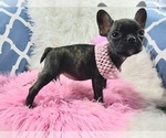 Small #5 French Bulldog