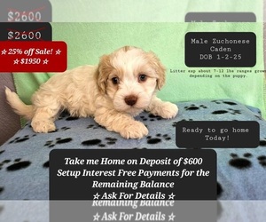 Havanese-Zuchon Mix Puppy for sale in TUCSON, AZ, USA