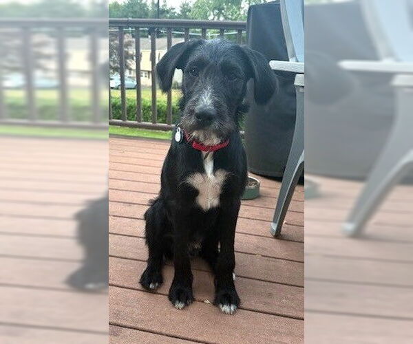Medium Photo #7 Airedale Terrier-German Wirehaired Pointer Mix Puppy For Sale in Boonton, NJ, USA