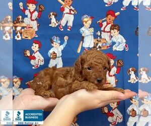 Poodle (Toy) Puppy for sale in WINNSBORO, LA, USA