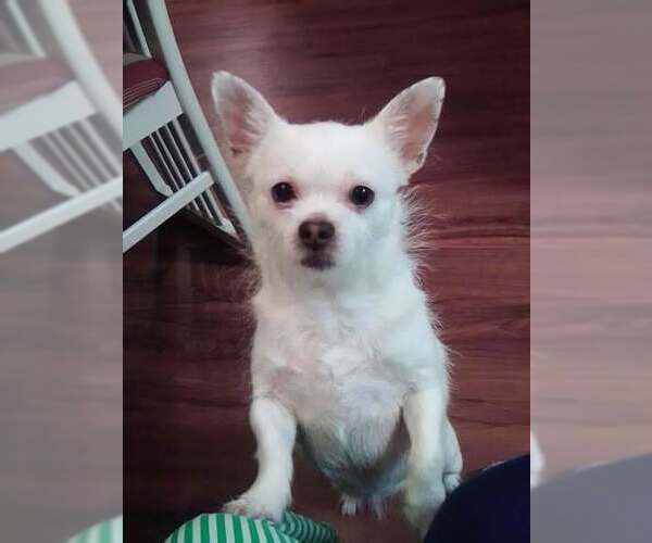 Medium Photo #8 Chihuahua-Unknown Mix Puppy For Sale in New York, NY, USA