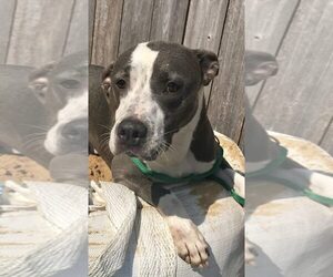 Monty - Male American Pit Bull Terrier Dog for Adoption - Photo #4