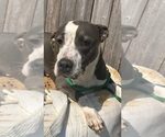 Small #3 American Pit Bull Terrier