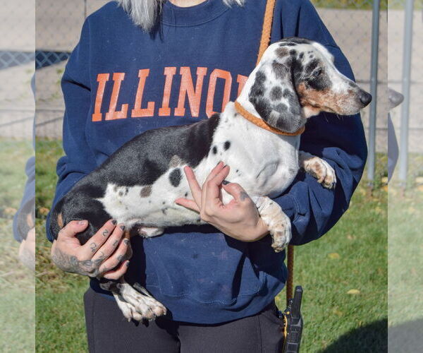 Medium Photo #4 Dachshund Puppy For Sale in Huntley, IL, USA