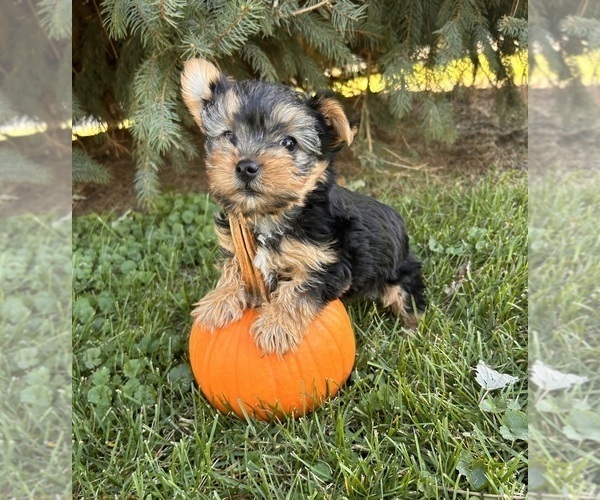 Medium Photo #3 Yorkshire Terrier Puppy For Sale in MIDDLEBURY, IN, USA