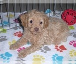 Small Photo #4 Cockapoo-Poodle (Miniature) Mix Puppy For Sale in ORO VALLEY, AZ, USA