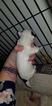 Small Photo #13 Bull Terrier Puppy For Sale in JACKSON, MI, USA