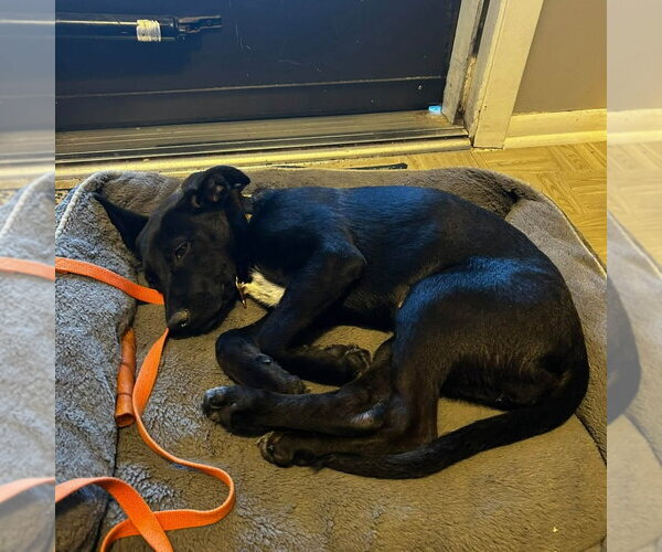 Medium Photo #2 Shepradors Puppy For Sale in Minneapolis, MN, USA