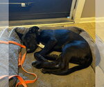 Small Photo #2 Shepradors Puppy For Sale in Minneapolis, MN, USA