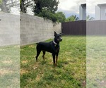 Small #12 Doberman Pinscher