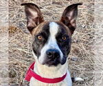 Small #20 Boxer Mix