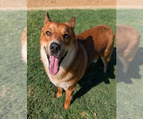 Medium Photo #1 Shiba Inu-Unknown Mix Puppy For Sale in Plano, TX, USA