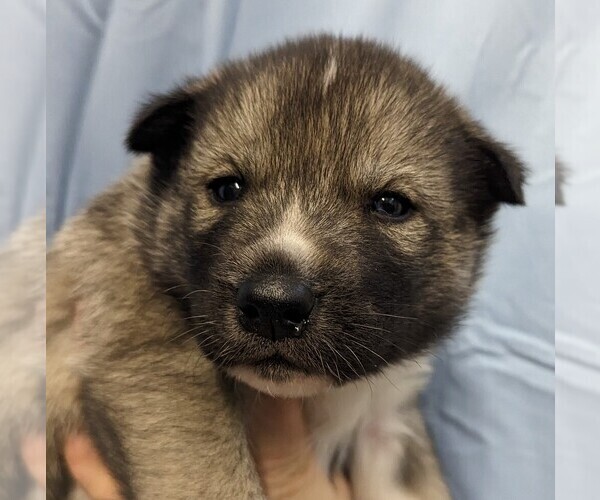 Medium Photo #5 Siberian Husky Puppy For Sale in OSCODA, MI, USA