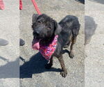Small #4 Labrador Retriever Mix