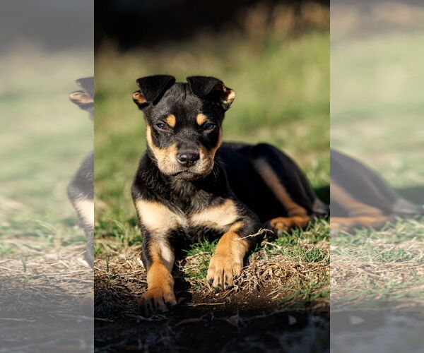 Medium Photo #12 American Staffordshire Terrier-Chihuahua Mix Puppy For Sale in McKinney, TX, USA