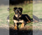 Small #11 American Staffordshire Terrier-Chihuahua Mix