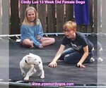 Small Photo #170 Dogo Argentino Puppy For Sale in PINEVILLE, MO, USA