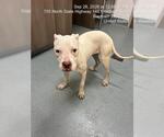 IVORY - Female Boxer-Unknown Mix Dog for Adoption - Small photo