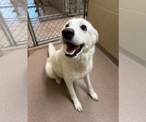Medium Photo #5 Great Pyrenees-Unknown Mix Puppy For Sale in Croydon, NH, USA