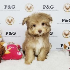 Pomeranian-Poodle (Toy) Mix Puppy for sale in TEMPLE CITY, CA, USA
