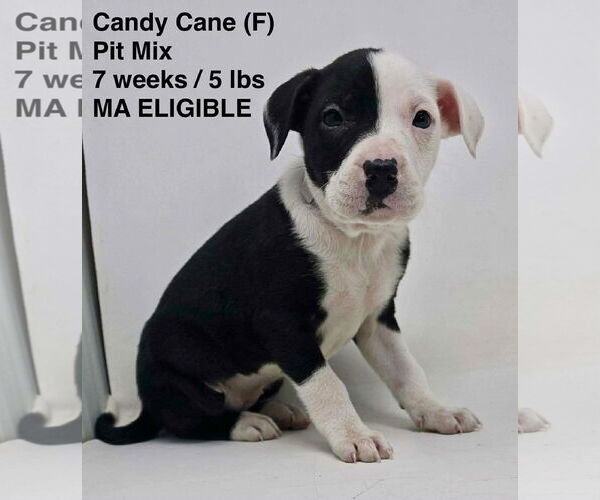 Medium Photo #1 Mutt Puppy For Sale in pomfret, CT, USA