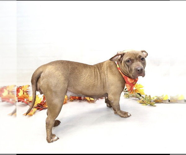 Medium Photo #1 Mutt Puppy For Sale in Sanford, FL, USA