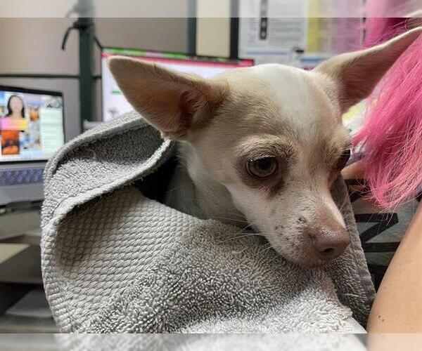 Medium Photo #1 Chihuahua Puppy For Sale in Pasadena, CA, USA