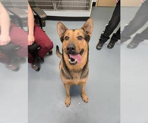 Shepradors Dogs for adoption in London, Ontario, Canada