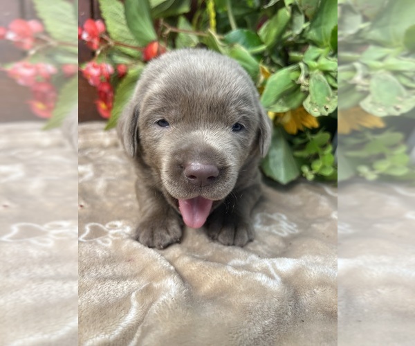 Medium Photo #8 Labrador Retriever Puppy For Sale in NEOLA, WV, USA
