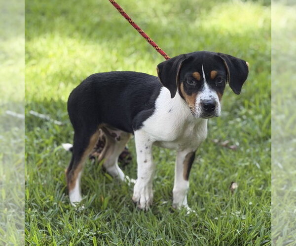 Medium Photo #4 Beagle Puppy For Sale in Yardley, PA, USA