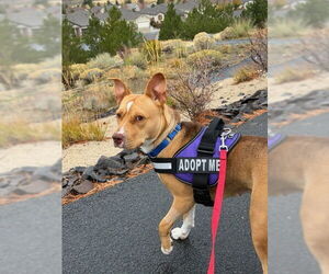 Nana - Female American Staffordshire Terrier-Unknown Mix Dog for Adoption - Photo #2
