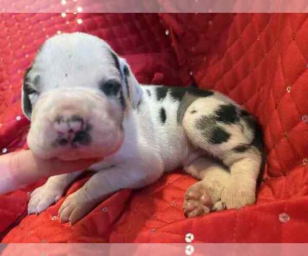 Medium Photo #16 Great Dane Puppy For Sale in ALVORD, TX, USA