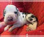 Small #15 Great Dane