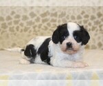 Small #1 Cavapoo