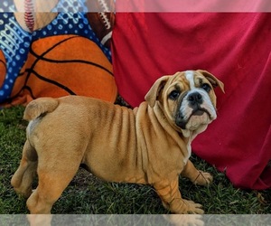 Olde English Bulldogge Puppy for sale in OXFORD, PA, USA