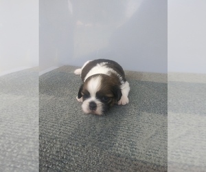 Havashu Puppy for sale in SHIPSHEWANA, IN, USA