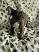 Small #1 French Bulldog