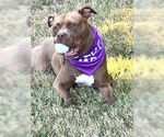 Small Photo #2 American Pit Bull Terrier Puppy For Sale in Rockville, MD, USA